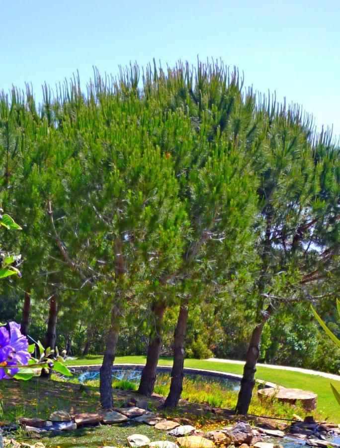 Casa Dos Sonhos: Eco-friendly Retreat With Private Terrace Apartment *